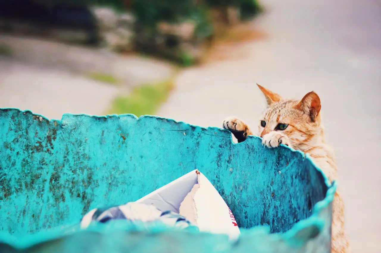 Taiwan’s Stray Animals Need Your Help!